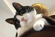 娱乐吃瓜酱奶牛猫,揭秘娱乐圈的萌宠生活